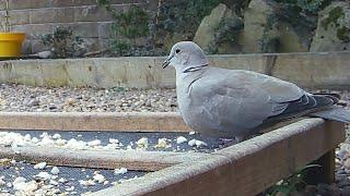 A collared dove bird feeding on the seed catcher tray #birds #birdvideo #doves #gardenbirdsuk