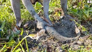 Amazing Fishing Video! A Boy Is Underground Big Catfish Fishing In The River Bank.