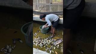 300 fish have grown big for 4 months without changing the pond water #662 #KOOKIKO