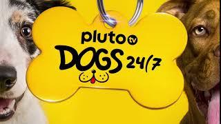 Dogs 24/7 (Trailer) | Pluto TV