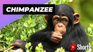 Chimpanzee  The Most Intelligent Animal In The World #shorts #chimpanzee #intelligentanimal