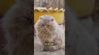 Curiosity Bites! Episode 5