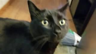 Generic Cat Video.exe