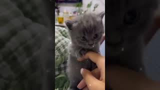 Небольшой кусь! ️️️ #cat #мяу #пушистик