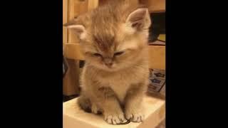 CUTE MOMENTS OF KITTENS