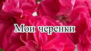 Мои черенки сортовых пеларгоний#цветыжизни #пеларгония #растения #flower