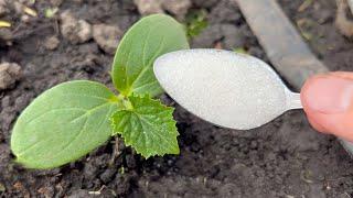 The first very important feeding of cucumbers! They will immediately grow and give a big harvest!