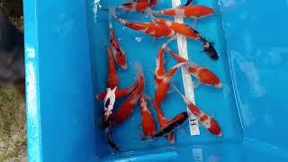 Special HQ Japanese Koi arrival Sakai SFF