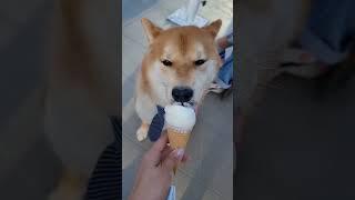 хочешь морожку? #greece #сериал #шиба #shibainu #icecream #summer