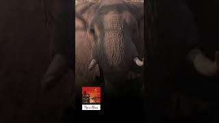 Elephant charge  #africanadventure #hunting #thisisafricatvshow