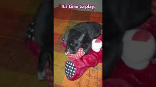 It's Time To Play #cute #puppydog #trending #animalvideos #puppyvideos #funnypuppy