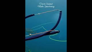 Stone Shot #fishing #pescasub #seafood #spearfishing #fish #pesca #submarine #diving #ocean #viral