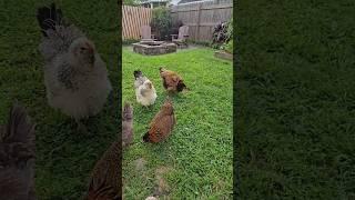 Angry Pinecone Saga - Part 5 Broody Distraction