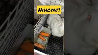 Hikol#quyonlar #rabbits #кролики #arnablive #obuna_bolishni_unutmang dóstlar 