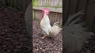 Leghorn Cockerel / Rooster Crowing