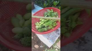 June 4 2025 Harvesting organic vegetables on my terrace garden