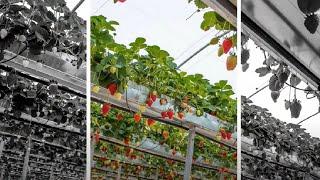 WOW!!! Amazing Agriculture Technology - Hydroponic Strawberry Cultivation