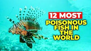 12 Most Poisonous Fish in the World