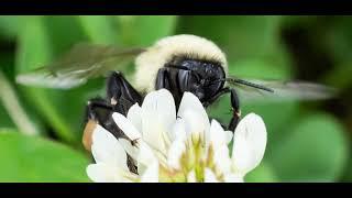 A Video Photo Album: A Bumble Bee & A Passion Flower