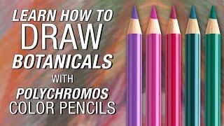 Faber-Castell - Polychromos Color Pencil Demonstration