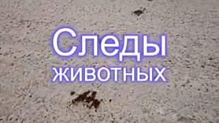 Следы животных в тайге