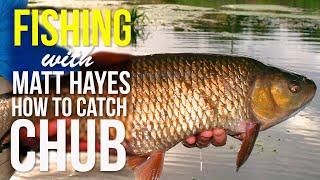 How to Catch Chub - Matt Hayes Fishing Show