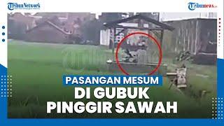 Sepasang Kekasih Mesum di Gubuk Pinggir Sawah Pekalongan Viral, Tetep Cuek Ditegur Warga