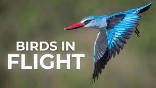 How To Photograph BIRDS IN FLIGHT: Full Guide