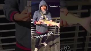 914Fishing   (chicken liver bait ) #fishing #fish #shorts