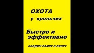 Приводим крольчиху в сильную охоту. Случка кроликов.