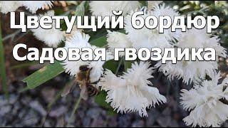 Цветущий вечнозеленый бордюр: Садовая гвоздика | Цветы в саду