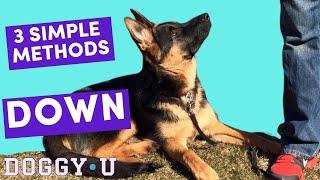 Teach Your Dog to DOWN: 3 BEST Methods and Troubleshooting Tips!