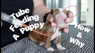 Tube Feeding A Puppy |  How and Why | Mini Goldendoodle Breeder | Silver Creek Doodles