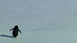 Nihilist Penguin (Werner Herzog)