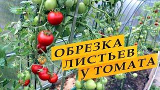 Как обрезать листья у томатов и зачем.