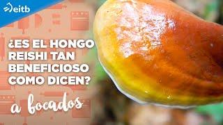 ¿Es el hongo Reishi tan beneficioso como dicen?