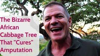 The Bizarre African Cabbage Tree That "Cures" Amputation!