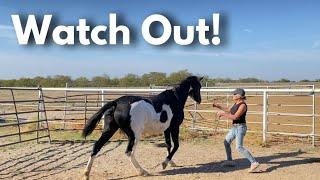 Pregnant Mare tries to Bite and Kick when you get Close!