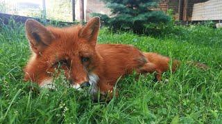 Alf the fox knows the secret to catching a mole