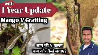 #आम की कलम करने का सही तरीका || #Mango #Grafting with Result || #gmeriduniya