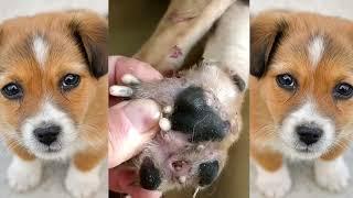 Dog Mangoworms Removal Compilation - Botfly removal  #