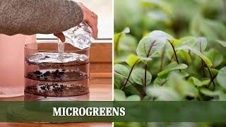 Gesunde Ernährung aus eigener Hand: Microgreens zu Hause ziehen