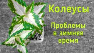 Колеусы|Проблемы в зимнее время