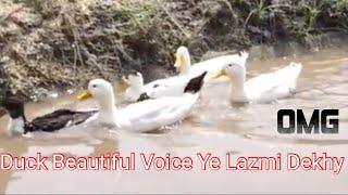 Duck Farming in Pakistan | Punjab Village Life | Muhammad Waqas Tech