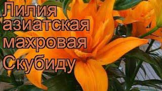 Лилия азиатская махровая (lilium asiatic scoubidou)  лилия обзор: как сажать луковицы лилии