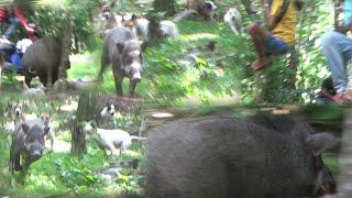 BERBURU HAMA BABI HUTAN DI TIKALAK SINGKARAK || Buru Babi Paling Seru Di Akhir Tahun