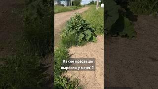 Честные заметки с полей. Мои лопухи🫶 #блогмамы #огородкруглыйгод