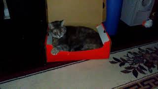 Miss Maggie in her favorite shoebox