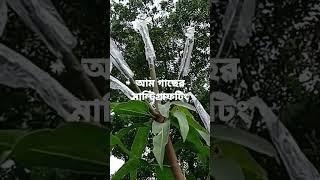 এক গাছে কয়েক জাতের রং বেরঙ্গের আম ধরবে। বিস্তারিত জানতে চ্যানেলটি সাবস্ক্রাইব করুন। #আম #গাছ