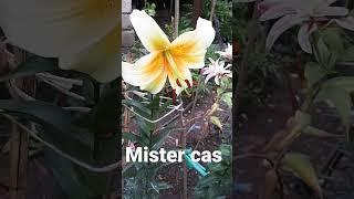 Лилия Mister Cas